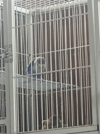 Pair of lovebirds for sale + 175cm cage included.