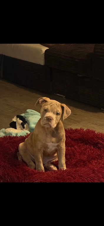 LAST BOY LEFT!! &pound;500 OR NEAREST OFFER!