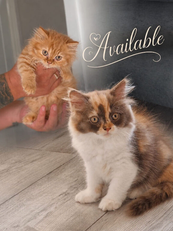 Pedigree British Longhair kittens TICA registered