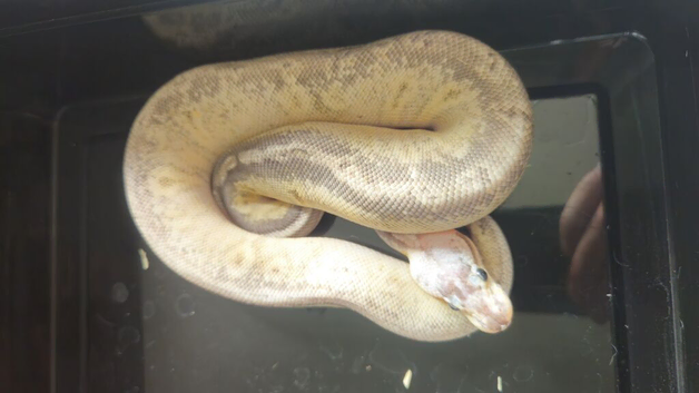 Royal pythons both male n female