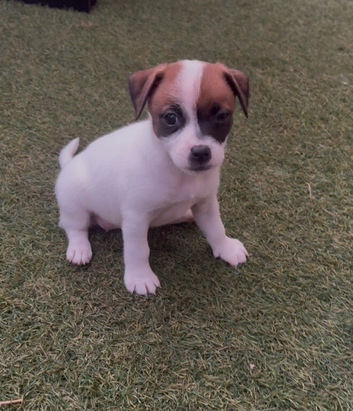 **READY NOW WE NOW ONLY HAVE 3 AVAILABLE ** 5 adorable 8 week old puppies