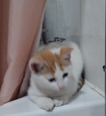 2 white and ginger kittens for sale