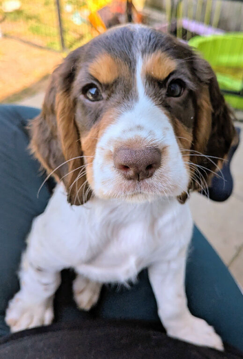 Cocker spaniel puppy