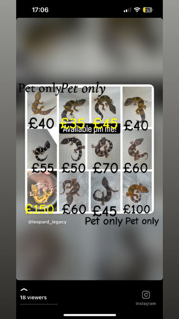A range of leopard gecko and crested gecko babies for sale!