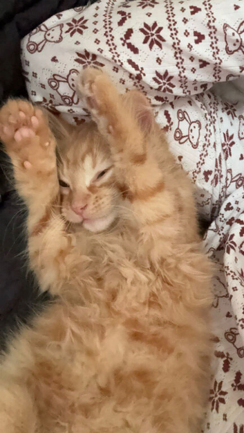3 cute kittens limited time offer
