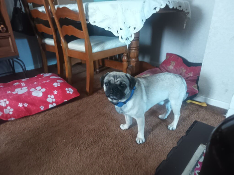 Rehome