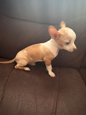 Male chihuahua
