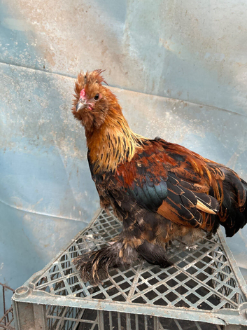Satin Silkie Trio