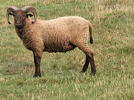 Manx Loughton shearling rams