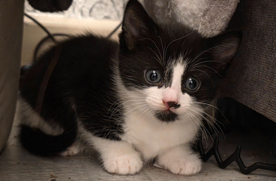 Male kitten