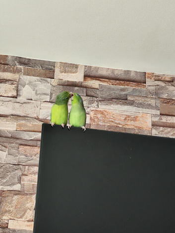 Couple of parrotlets