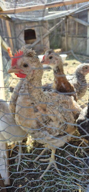 2 Cockrel 4 weeks old