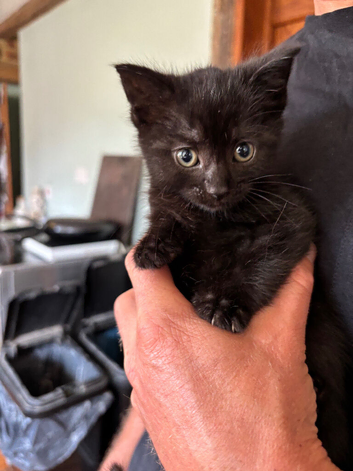 8 week old kittens for sale