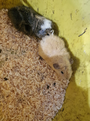 Baby guinea-pigs ready now