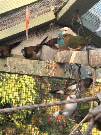 Waxbill
