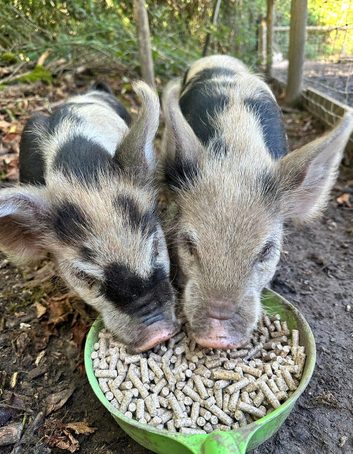 Male & female Kune Kune pigs available