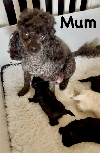 Stunning Fully DNA Health Tested Maltipoo Puppies