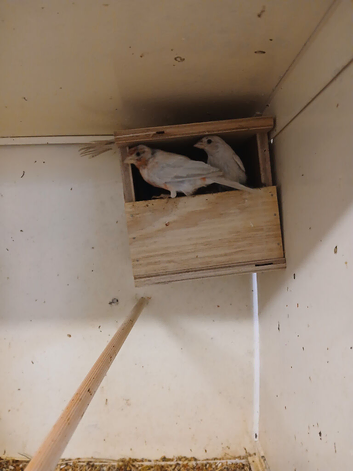 Opal Mexican house finches for sale.