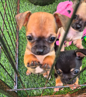 KC REG CHIHUAHUAS LAST BOY READY NOW!