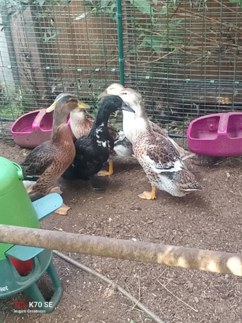 2 female ducks