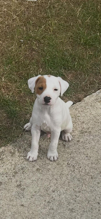 Two Jack Russell Dog Pups for Sale