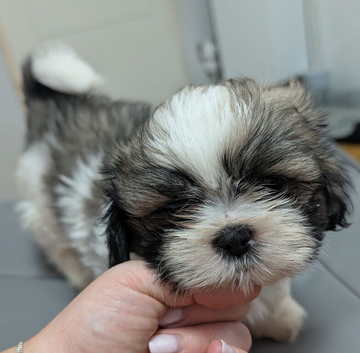 ONLY 2 BOYS LEFT Beautiful shih tzu puppies 3 girls 2 boys