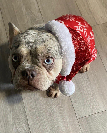 merle french bull dog