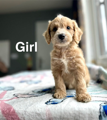 Maggie litter of cockapoos now available