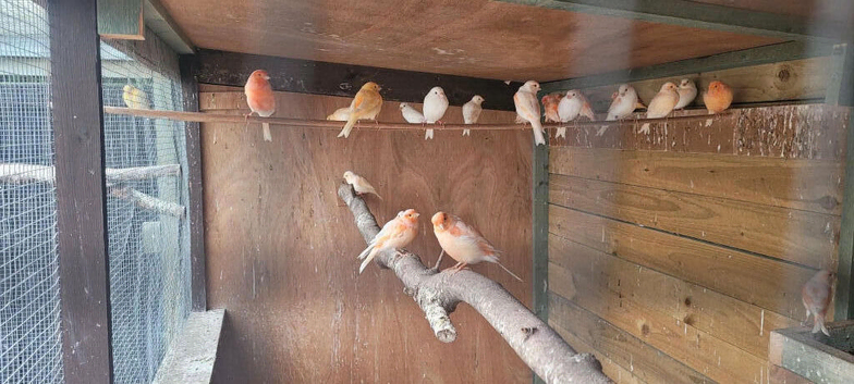 Young canaries