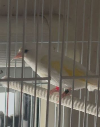 White British goldfinch cock 2025