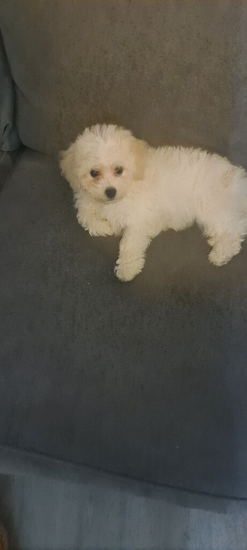 Female bichon frise