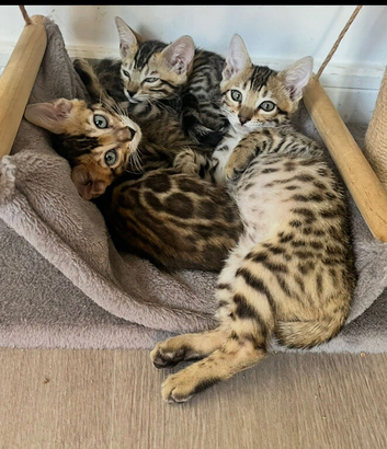 Stunning full pedigree registered bengal kittens