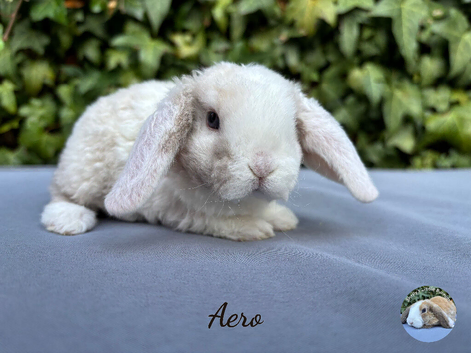 Pure bred Mini Plush lops