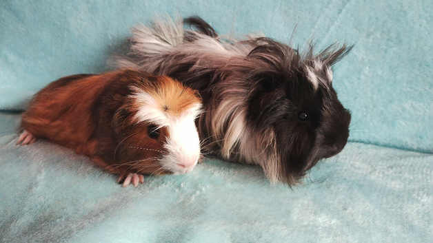 Wow just look at them, pair of boy guinea pigs babys