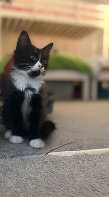 10 week old kittens