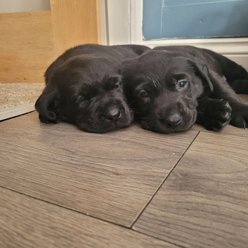 Adorable labrador puppies for sale