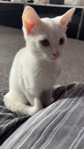 white kitten