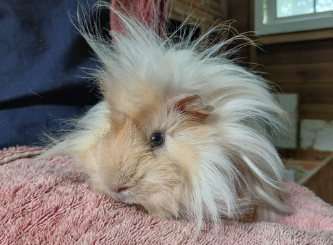 Gorgeous soft fluffy boys looking for new homes