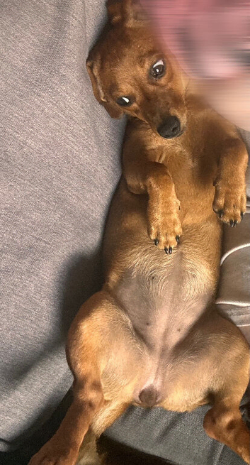 Dachshund puppy