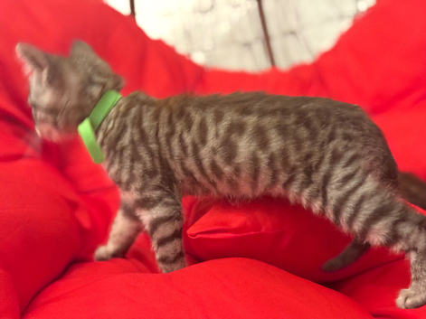 Six Beautiful Bengal &times; British Longhair Kittens