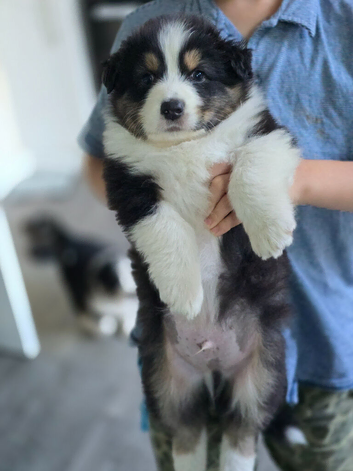 Australian Shepherd Puppies