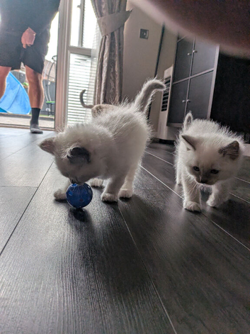 Beautiful Ragdoll Kittens
