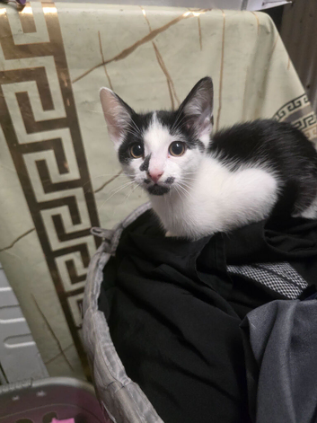 Kittens looking for forever home