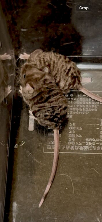 Male curly mice