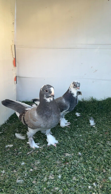 Kurdish pigeons
