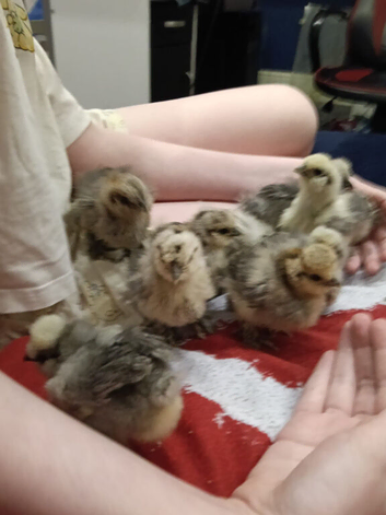 Silkie chicks