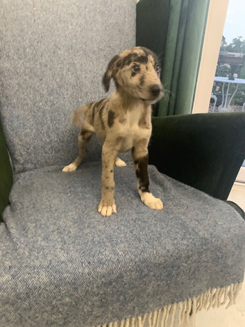 Ready now - Blue Merle Collie X Lurcher puppies