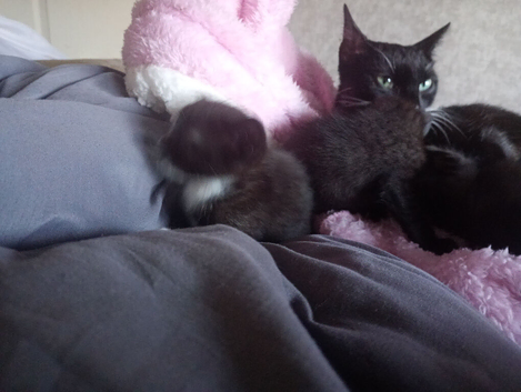 Kittens x 4 aged 9 weeks