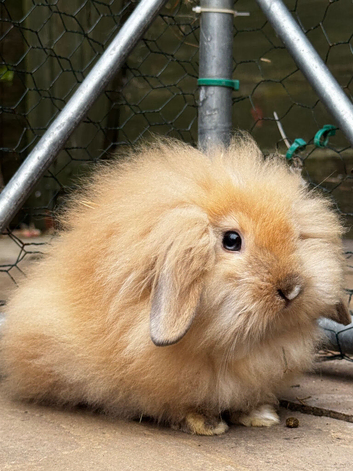 X4 Lionhead cross mini angora forever homes needed
