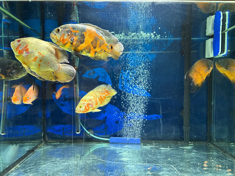 5 Oscar fishes 6inch for rehome or swaps